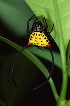 Spiny-backed Orb-weaver (Gasteracantha sp) spider in the rainforest, Sierra Madre National Park, Luzon, Philippines, September