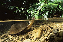 River turtle in rainforest stream, Sierra Madre National Park, Luzon, Philippines, September