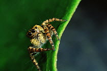 Jumping spider {Salticidae} in Sierra Madre National Park, Luzon, Philippines