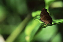 Tropical butterfly on leaf, Sierra Madre National Park, Luzon, Philippines