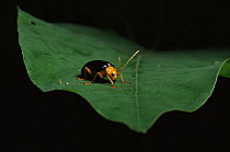 Beetle on leaf, Sierra Madre National Park, Luzon, Philippines