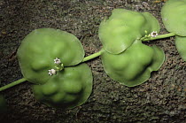 Shingle Plant, a climbing epiphyte with leaves that shelter symbiotic ants (Dischidia sp) Sierra Madre National Park, Luzon, Philippines.