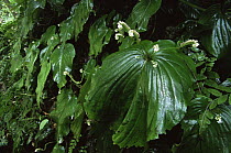 Endemic plant (Monophyllaea merrilliana) with single leaf in rainforest. Sierra Madre National Park, Luzon, Phillipines. September.