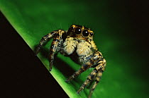 Jumping spider (Salticidae) in Sierra Madre National Park, Luzon, Philippines. September