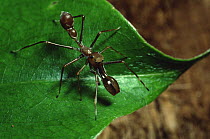 Ant mimicing spider in Sierra Madre National Park, Luzon, Philippines. September