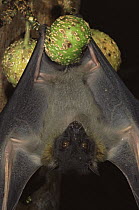 Greater musky fruit bat (Ptenochirus jagori) on fruiting fig tree, endemic, Sierra Madre National Park, Luzon, Phillipines. September
