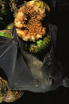 Greater musky fruit bat (Ptenochirus jagori) feeding on fruiting fig tree, endemic, Sierra Madre National Park, Luzon, Phillipines. September