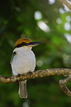 Micronesian kingfisher (Todiramphus cinnamominus pelewensis) formally known as (Halcyon cinnamomina) endemic to Micronesia, Koror, Republic of Palau. December