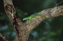 Bright green skink lizard on tree. Palau, Micronesia.