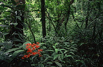 Rainforest of Babeldaob Island with endemic species of (Ixora sp) shrub in flower. Republic of Palau. December 2001.