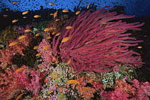 Scalefin / Lyretail Anthias (Pseudanthias squamipinnis) swimming over reef covered in soft corals and whip coral. Vatu-i-Ra, Fiji, Pacific