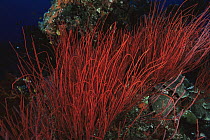 Red whip coral on reef, Pacific islands