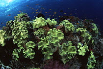 Leather corals and school of Lyre-tailed Anthias (Pseudanthias squamipinnis) on coral reef in Fiji, Pacific.