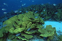 Scissor-tail Sergeant fish (Abudefduf sexfasciatus) swiming over Lettuce Corals, Fiji, Pacific