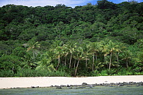 Coastal landscape with beach,Coconut Palms and forest, Yaduataba Island, Fiji. A small uninhabited island that is the last stronghold for the endangered Fiji Crested Iguana (Brachylophus vitiensis).