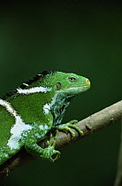 Fiji Crested Iguana (Brachylophus vitiensis) resting on branch in the wild, Yaduataba Island, Fiji, Pacific, Critically Endangered