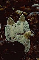 Long Net Stinkhorn fungus / Veiled lady (Phallus indusiatus) Taveuni Island, Fiji, Pacific