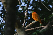 Orange Dove (Ptilinopus victor) in rainforest, Taveuni Island, Fiji. Endemic