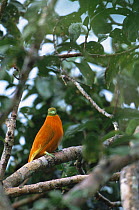 Orange Dove (Ptilinopus victor) in rainforest, Taveuni Island, Fiji. Endemic