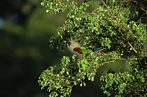Red Shining-Parrot (Prosopeia tabuensis) in rainforest, Taveuni Island, Fiji. Endemic to Tonga and Fiji.
