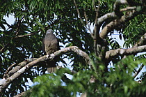 Peale's Imperial / Barking Pigeon (Ducula latrans) in rainforest of Taveuni Island, Fiji. Endemic to Fiji.