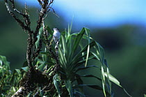 Polynesian Triller (Lalage maculosa) in rainforest, Taveuni Island, Fiji