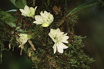 Epiphytic Orchid (Dendrobium prasinum) endemic, flowering in rainforest, Taveuni Island, Fiji.