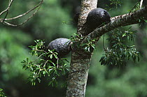 Epiphytic ant plants (Myrmecodia sp.) growing on tree in rainforest, Taveuni Island, Fiji.