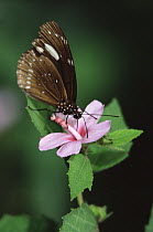 Butterfly feeding on rainforest flower, Fiji