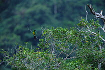 Masked Shining-Parrot (Prosopeia personata) perched in the rainforest canopy on Viti Levu Island, Fiji. Endemic to Viti Levu Island. IUCN Red List: Near Threatened