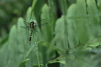 Dragonfly on a dew covered blade of grass. Viti Levu Island, Fiji