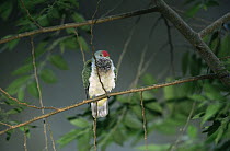 Many-coloured Fruit Dove (Ptilinopus peroussi) female in rainforest, Viti Levu Island, Fiji. Endemic to Fiji, Samoa, and Tonga.