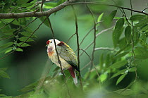 Many coloured fruit dove (Ptilinopus peroussi) male in rainforest, Viti Levu Island, Fiji. Endemic to Fiji, Samoa, and Tonga.