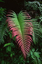 Fern (Blechnum orientale) growing in rainforest, Taveuni Island, Fiji. Frond with pink tips.
