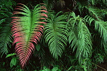 Fern (Blechnum orientale) growing in rainforest, Taveuni Island, Fiji - one frond with pink tips