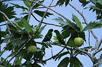 Masked Shining-Parrot (Prosopeia personata) pair in Breadfruit tree (Artocarpus altilis), Viti Levu Island, Fiji. Endemic to Viti Levu Island. IUCN Red List: Near Threatened