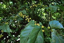 Fruit of a wild fig species (Ficus sp.) in the rainforest, Viti Levu Island, Fiji.
