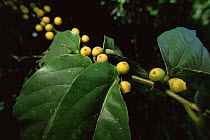 Fruit of a wild fig species (Ficus sp.) in the rainforest, Viti Levu Island, Fiji.