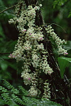 (Medinilla archboldiana) climbing plant in flower. Viti Levu Island, Fiji. Endemic plant to Fiji.
