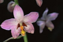 Orchid flower (Spathoglottis pacifica) Viti Levu Island, Fiji. Endemic