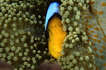 Orange-fin anemonefish (Amphiprion chrysopterus) amongst anemone tentacles, Somosomo Strait, Rainbow Reef, Fiji.