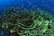 Coral reef with Lettuce coral and school of Fusiliers. Somosomo Strait, Rainbow Reef, Fiji.