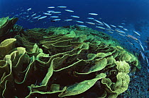 Coral reef with Lettuce coral and school of Fusiliers. Somosomo Strait, Rainbow Reef, Fiji.