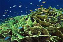 Coral reef with Lettuce coral and school of Damselfish and Anthias. Somosomo Strait, Rainbow Reef, Fiji.