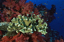 Coral reef view with (Acropora sp) hard coral and soft corals. Somosomo Strait, Rainbow Reef, Fiji