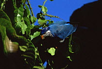 Ultramarine Lorikeet (Vini ultramarina) Ua Huka Island, Marquesas Islands, French Polynesia. Endemic to Marquesas Islands. IUCN Red List: Endangered