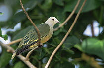 White-capped Fruit Dove (Ptilinopus dupetithouarsii) Ua Huka Island, Marquesas Islands, French Polynesia. Endemic to Marquesas Islands.