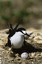 Sooty Tern (Onychoprion fuscatus) on nest with egg at nesting colony, Teuaua Islet, off Ua Huka Island, Marquesas Islands, French Polynesia.