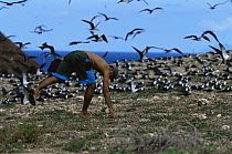 Sooty Terns (Onychoprion fuscatus) hover over their nesting colony on Teuaua Islet, off Ua Huka Island, while an egg collector from Ua Huka Island collects eggs for food. Marquesas Islands, French Pol...