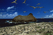 Sooty Terns (Onychoprion fuscatus) hover over their nesting colony on Teuaua Islet, off Ua Huka Island, Marquesas Islands, French Polynesia.
